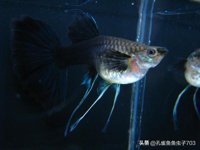 小红书：2024澳门历史开奖记录-你知道孔雀鱼的繁殖能力到底有多强吗？
