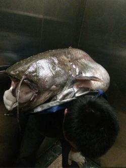 湖南在线：新澳门内部资料精准大全2024-小伙钓获巨型大口鲶鱼，长1.4米，重48斤