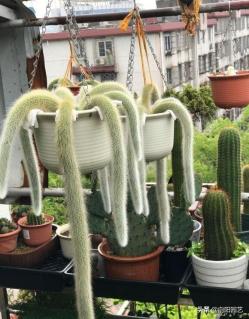 网红植物“猴尾柱”，长的像猴尾巴，比仙人掌都好养，夏天开红花