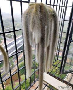 网红植物“猴尾柱”，长的像猴尾巴，比仙人掌都好养，夏天开红花