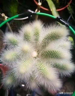 网红植物“猴尾柱”，长的像猴尾巴，比仙人掌都好养，夏天开红花
