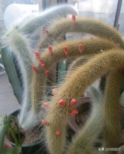 网红植物“猴尾柱”，长的像猴尾巴，比仙人掌都好养，夏天开红花
