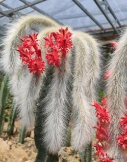 网红植物“猴尾柱”，长的像猴尾巴，比仙人掌都好养，夏天开红花