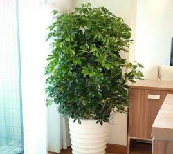 净化空气最厉害的“8种花”，家里养10盆不过分，吸甲醛一级棒