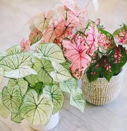 养腻了绿萝吊兰，试试3种“彩叶花”，叶子绚丽多彩，比花还美