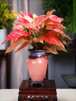 养腻了绿萝吊兰，试试3种“彩叶花”，叶子绚丽多彩，比花还美