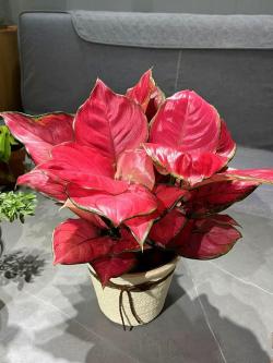 养腻了绿萝吊兰，试试3种“彩叶花”，叶子绚丽多彩，比花还美