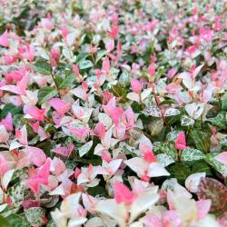 养腻了绿萝吊兰，试试3种“彩叶花”，叶子绚丽多彩，比花还美
