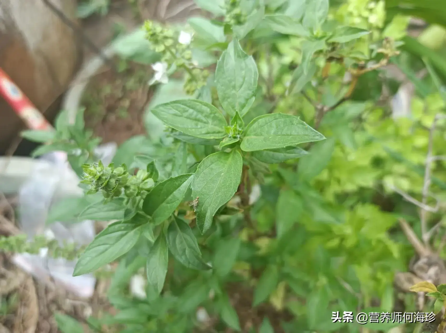 老人口中的“金不换”，懂它的人都在种，用来泡茶好处多，珍贵！