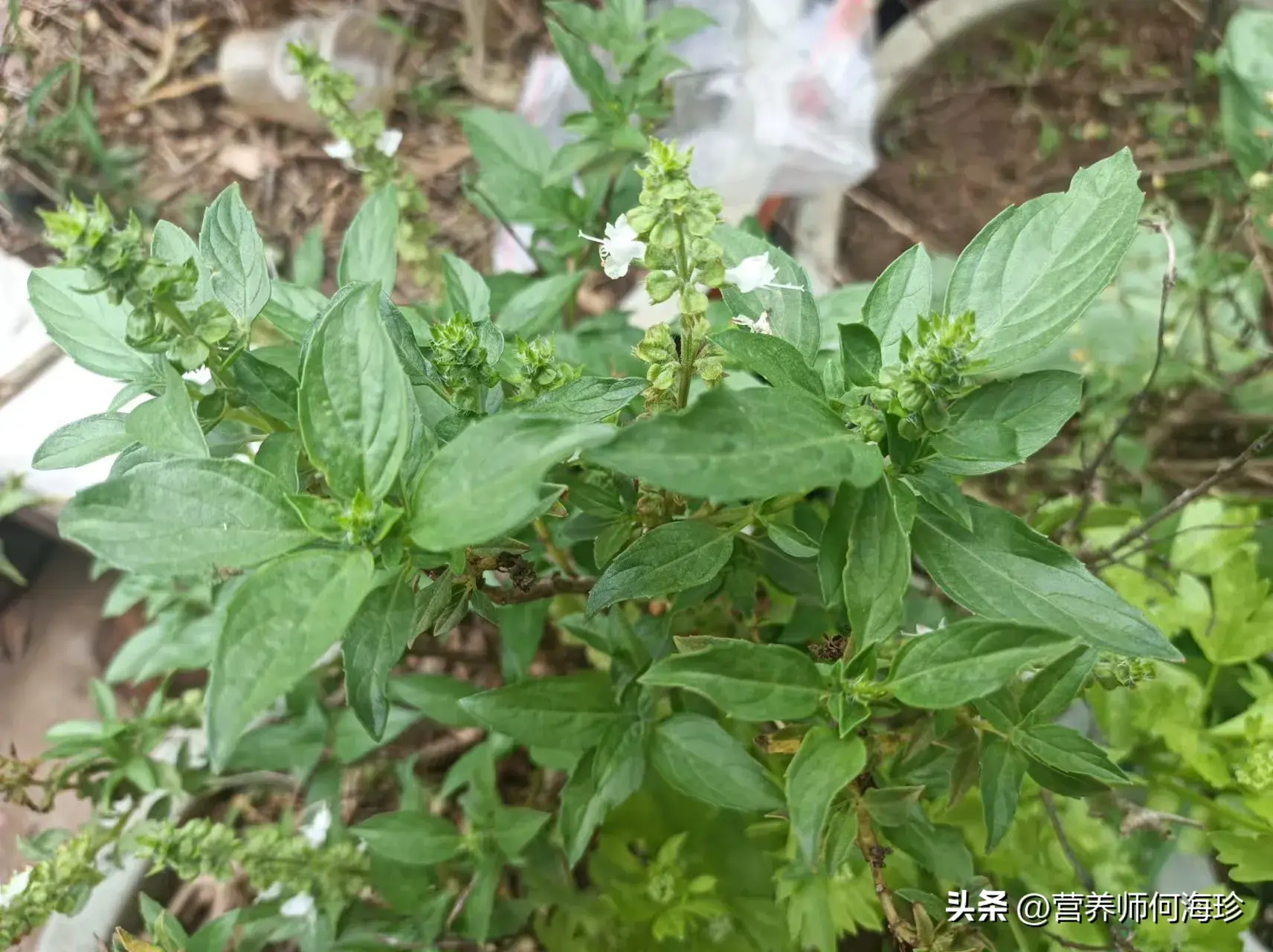 老人口中的“金不换”，懂它的人都在种，用来泡茶好处多，珍贵！