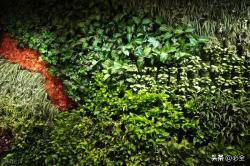 墙面绿化的应用场景和植物配置选择