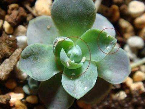 天一热，多肉盆里到处是小虫子，自制“1种水”，2-3次就解决