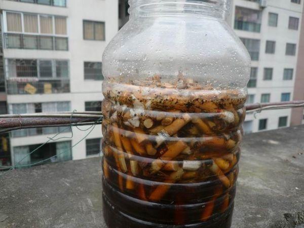 天一热，多肉盆里到处是小虫子，自制“1种水”，2-3次就解决