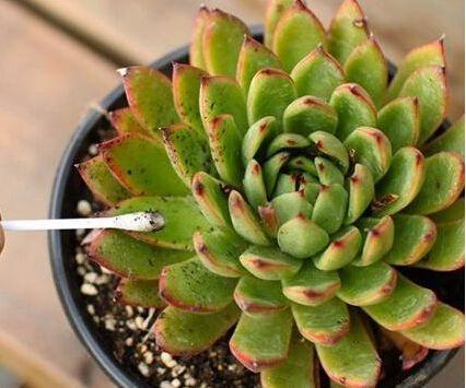 天一热，多肉盆里到处是小虫子，自制“1种水”，2-3次就解决