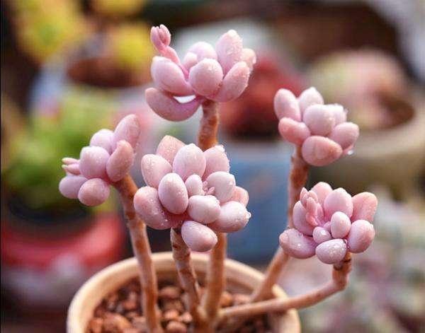天一热，多肉盆里到处是小虫子，自制“1种水”，2-3次就解决