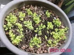 几块钱一盆的黄金万年草，耐热耐寒，缺光照就不建议养