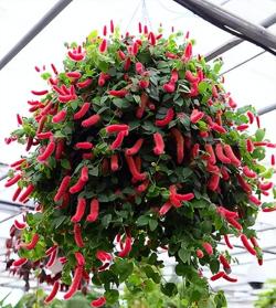 别再养绿萝了！这6种“垂吊”植物，比绿萝更优秀，比绿萝更漂亮