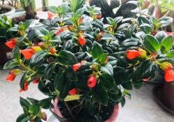 别再养绿萝了！这6种“垂吊”植物，比绿萝更优秀，比绿萝更漂亮