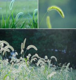 儿童画教程｜油画棒的创意表现 - 毛茸茸的狗尾草